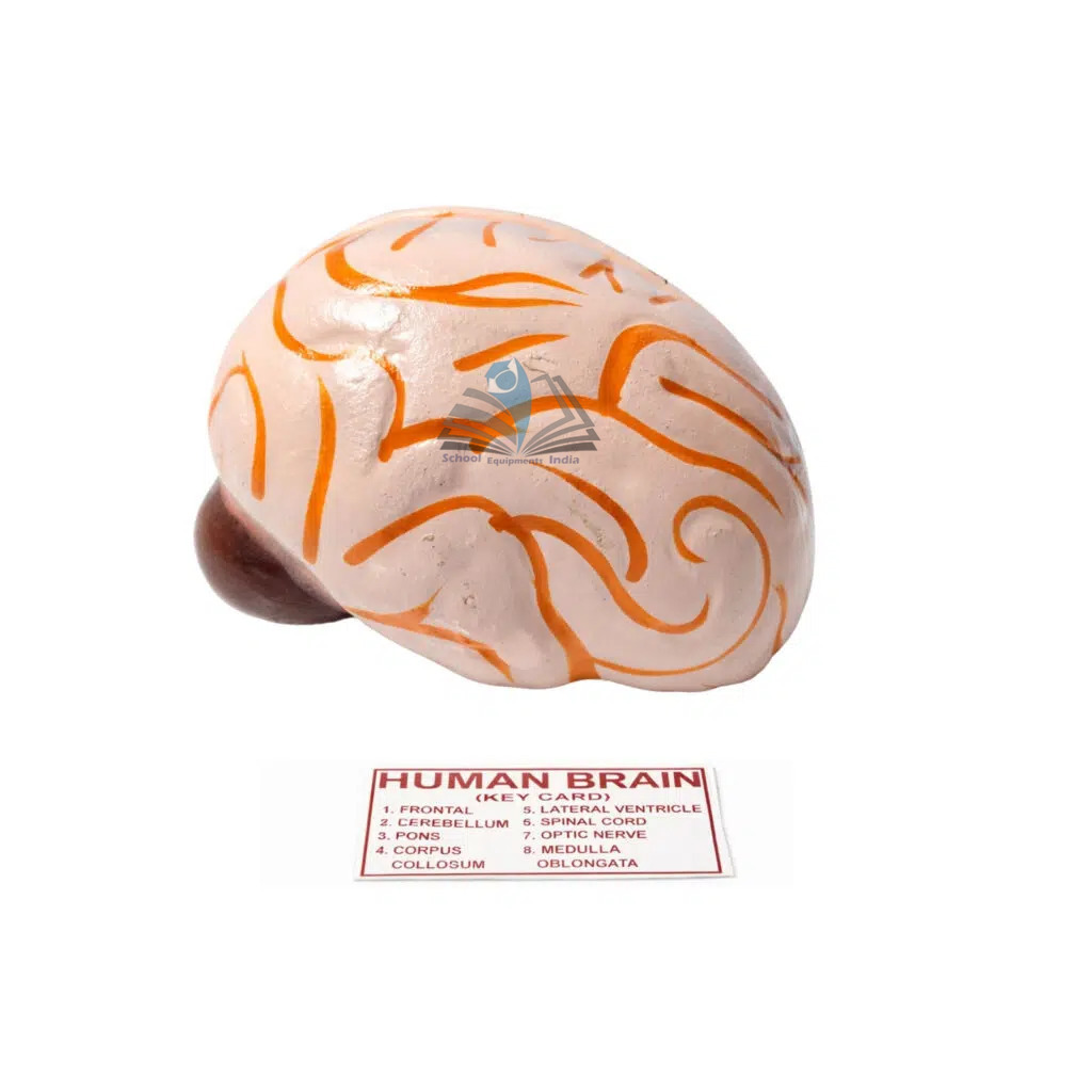 Human Brain Model